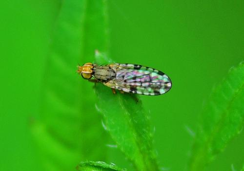 Campiglossa bidentis